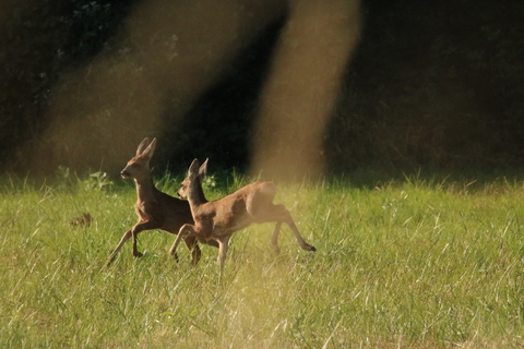 Chevreuil européen - Capreolus capreolus