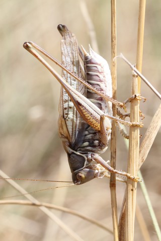 Gampsocleis glabra