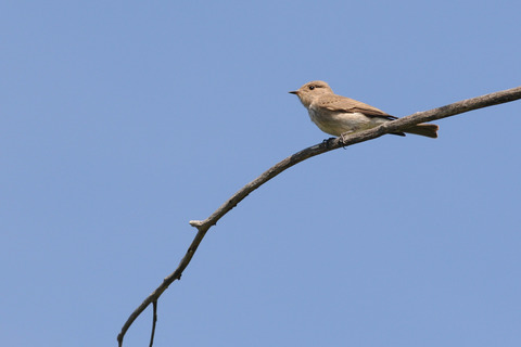 Gobemouche gris - Muscicapa striata