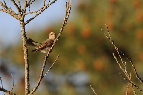 Gobemouche gris - Muscicapa striata