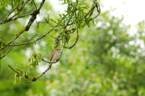Gobemouche gris - Muscicapa striata