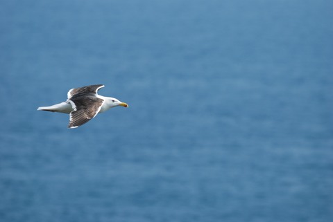 Goéland marin - Larus marinus