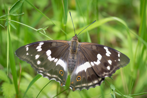 Grand Mars changeant (Apatura iris)