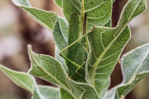 Grande Sauterelle verte - Tettigonia viridissima