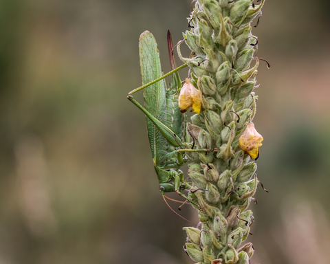 Grande Sauterelle verte - Tettigonia viridissima