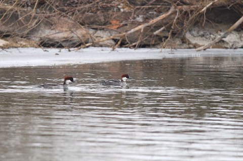 Harle piette - Mergellus albellus