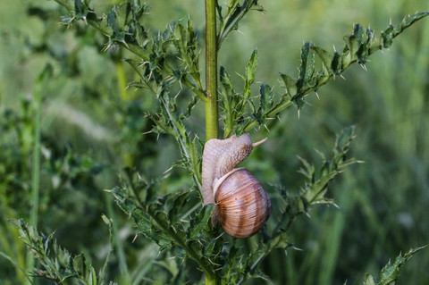 Helix pomatia, l'Escargot de Bourgogne
