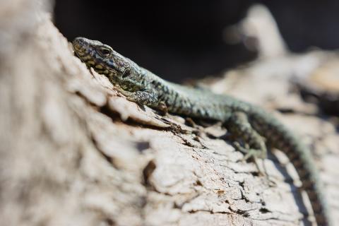 Mâle de Lézard des murailles