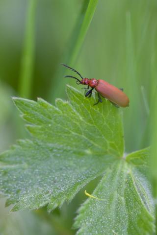 Pyrochroa serraticornis