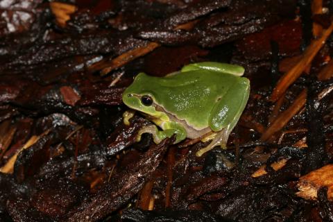 Rainette verte un soir de pluie.