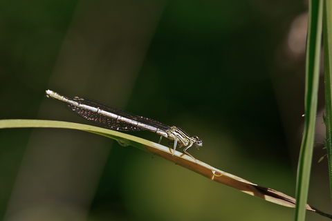 Ischnura elegans