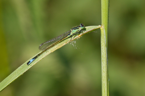 Ischnura elegans