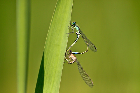 Ischnura elegans