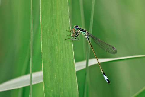 Ischnura elegans