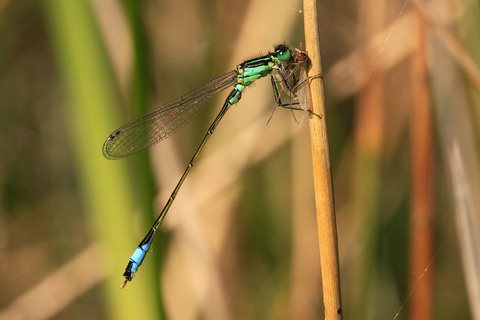 Ischnura elegans