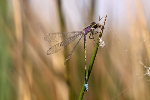 Ischnura elegans