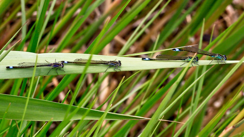 Ischnura elegans