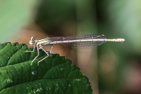 Ischnura elegans