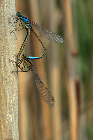 Ischnura elegans in copula