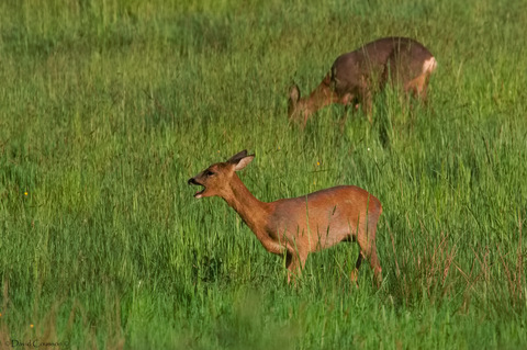 Chevreuil européen - Capreolus capreolus