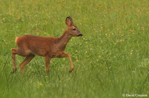 Chevreuil européen - Capreolus capreolus