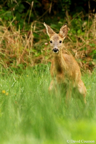 Chevreuil européen - Capreolus capreolus