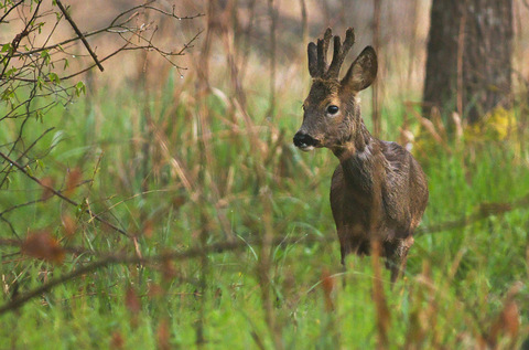 Chevreuil européen - Capreolus capreolus