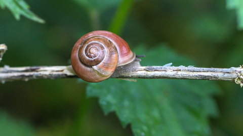 l' Escargot des haies - Cepaea nemoralis