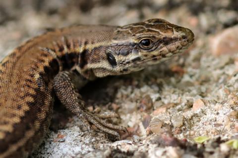 Femelle de Lézard des murailles (Podarcis muralis). 