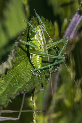 Larve de Tettigonia, la Grande sauterelle verte