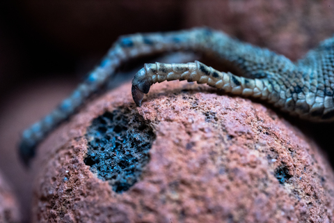 Le jour où le lézard posa la patte sur la planète rouge