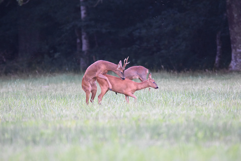 Chevreuil européen - Capreolus capreolus