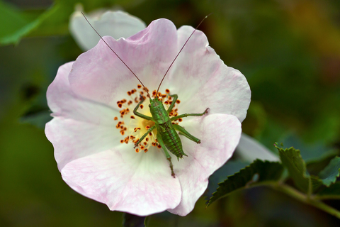 Leptophyes punctatissima