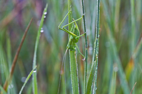 Leptophyes punctatissima