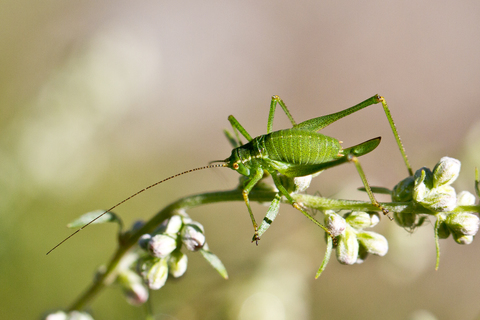 Leptophyes punctatissima