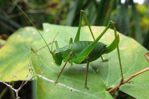 Leptophyes punctatissima