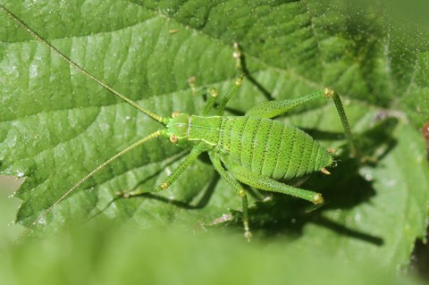 Leptophyes punctatissima