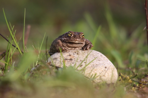 Les beaux yeux du Calamite