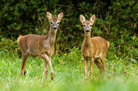 Chevreuil européen - Capreolus capreolus