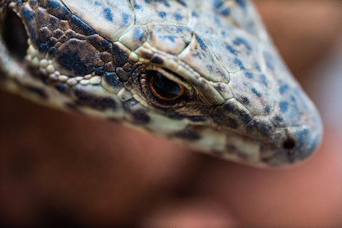 lézard aux yeux revolver