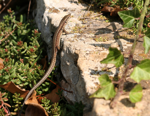 Lézard des murailles (F)