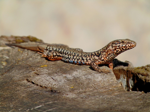 Lézard des murailles (Podarcis muralis) profitant du soleil à Corpeau (21) - Mars 2019