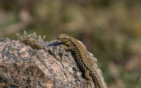 Lézard des murailles