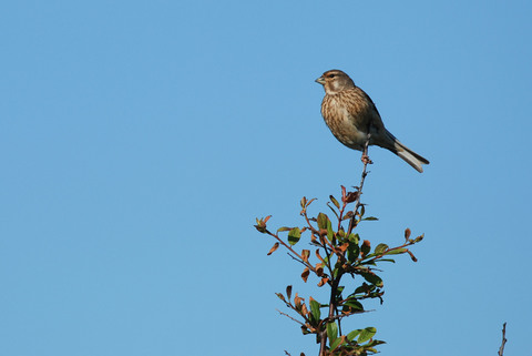 Linotte mélodieuse - Carduelis cannabina - femelle