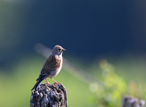 Linotte mélodieuse femelle