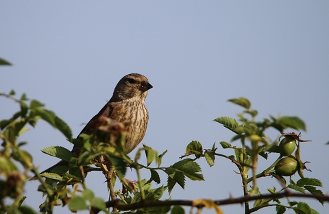 Linotte mélodieuse femelle