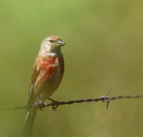 Linotte mélodieuse mâle en plumage nuptial