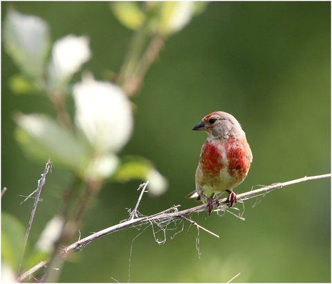 Linotte mélodieuse mâle en plumage nuptial