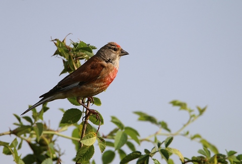 Linotte mélodieuse mâle en plumage nuptial