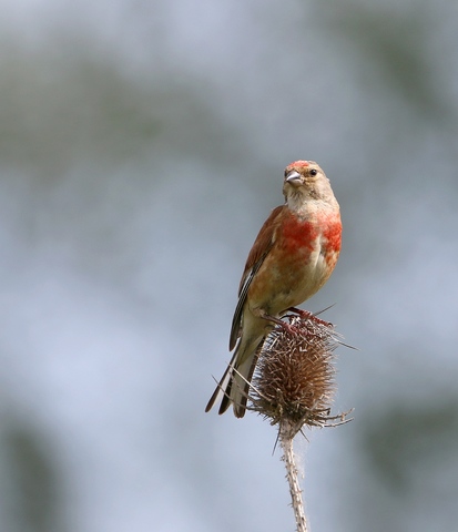 Linotte mélodieuse mâle en plumage nuptial